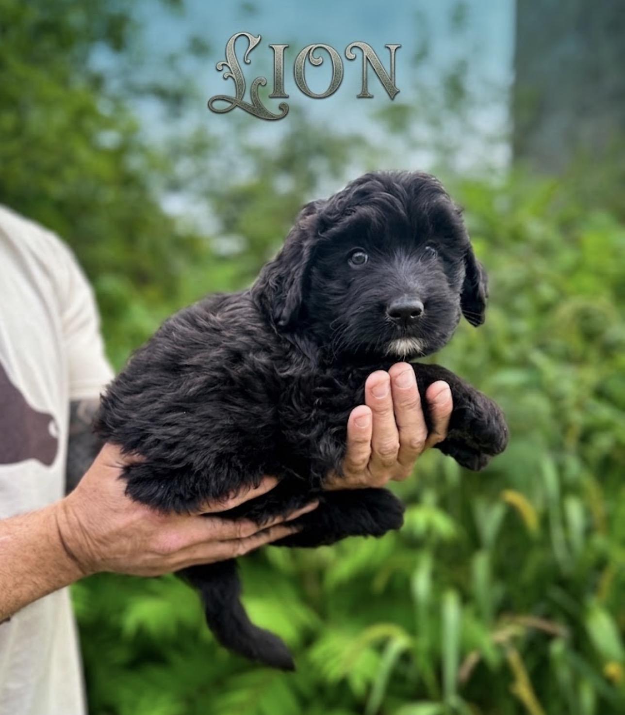 Lion, an adopted mixed breed in Hustisford , WI image 1/3