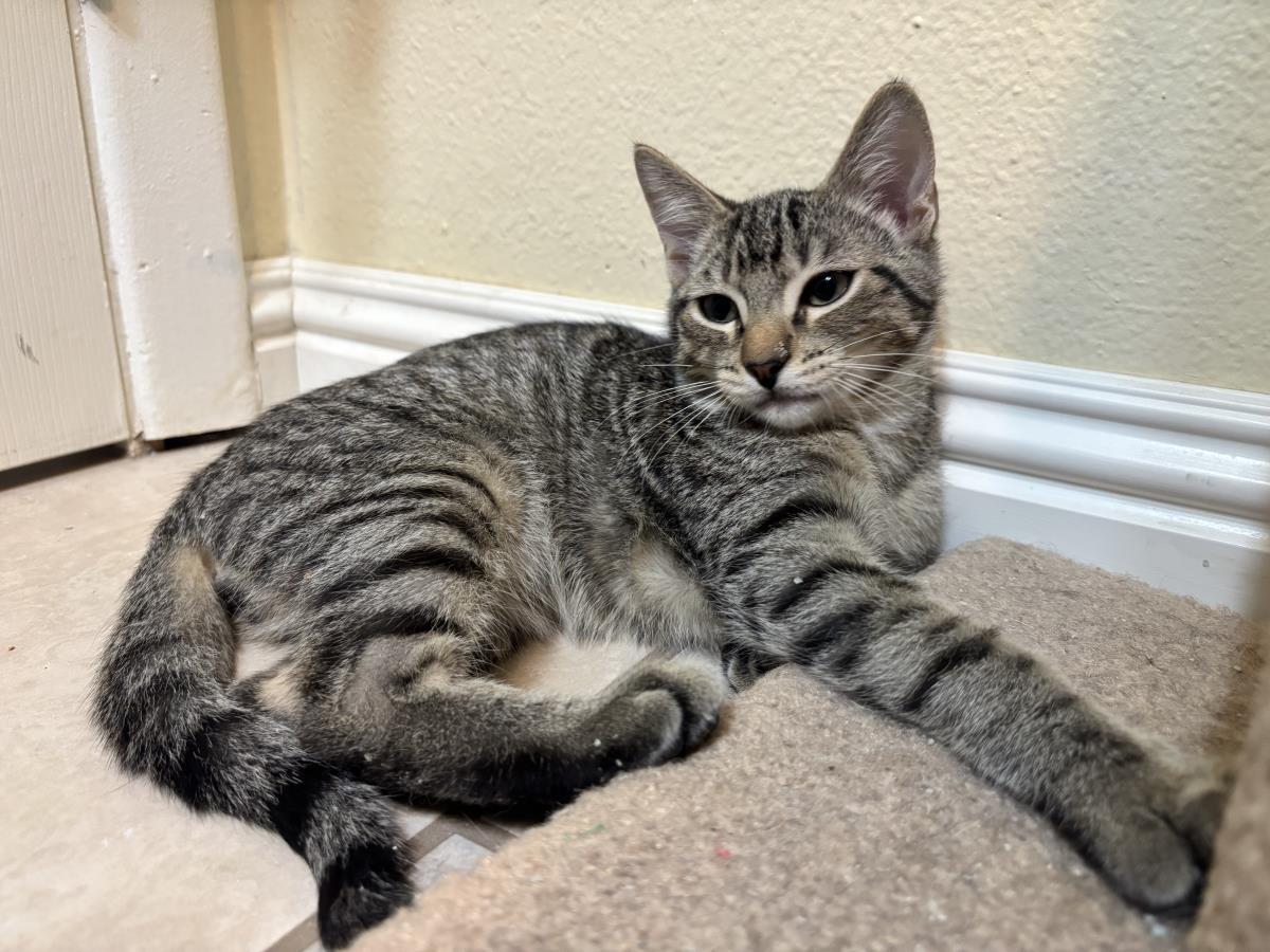 Celtic Slayer, Adoptable, Kitten Male Tabby.