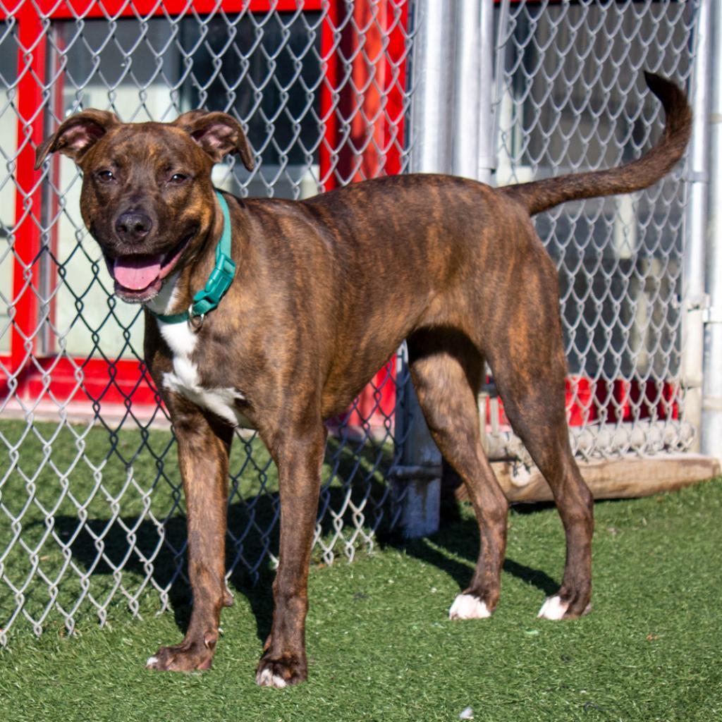 Turtle, Adoptable, Adult Female Pit Bull Terrier & Labrador Retriever.