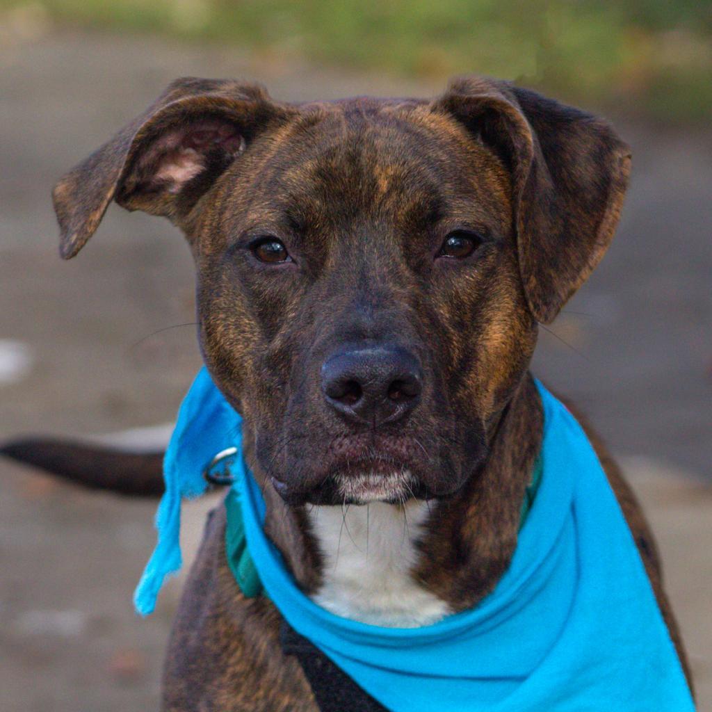 Enlarge Turtle, a Adoptable mixed breed in Evansville, IN image 2/6