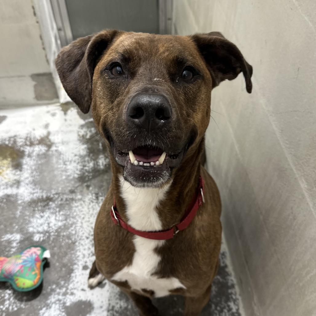Enlarge Turtle, a Adoptable mixed breed in Evansville, IN image 3/6