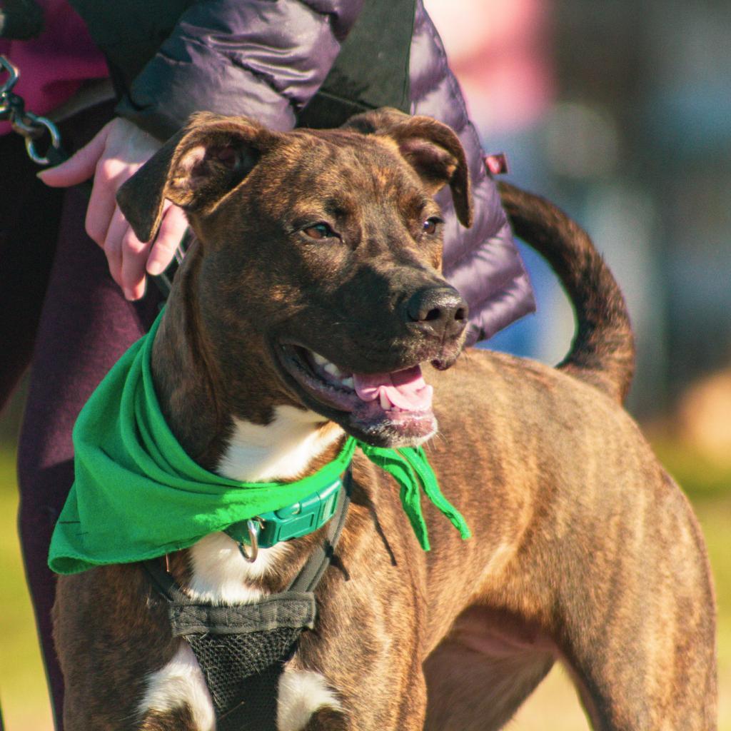 Enlarge Turtle, a Adoptable mixed breed in Evansville, IN image 4/6