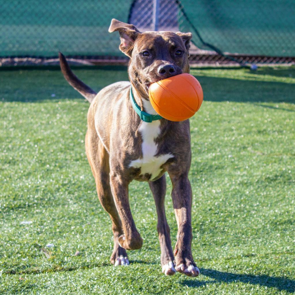 Enlarge Turtle, a Adoptable mixed breed in Evansville, IN image 5/6