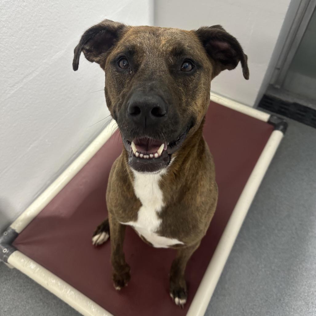 Enlarge Turtle, a Adoptable mixed breed in Evansville, IN image 6/6