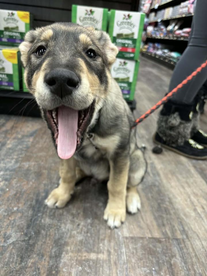 Skynrd 26-005, ADOPTABLE, Young Male German Shepherd Dog.