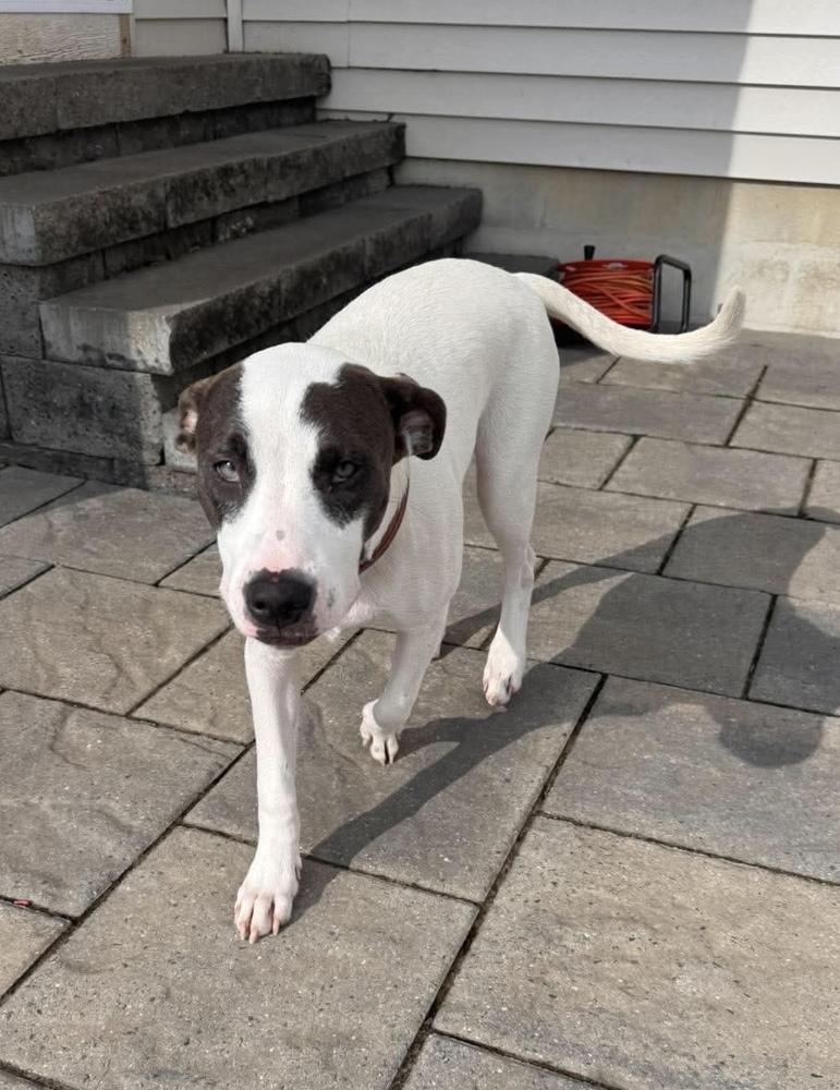 Polly Pocket, Adoptable, Puppy Female Pit Bull Terrier.