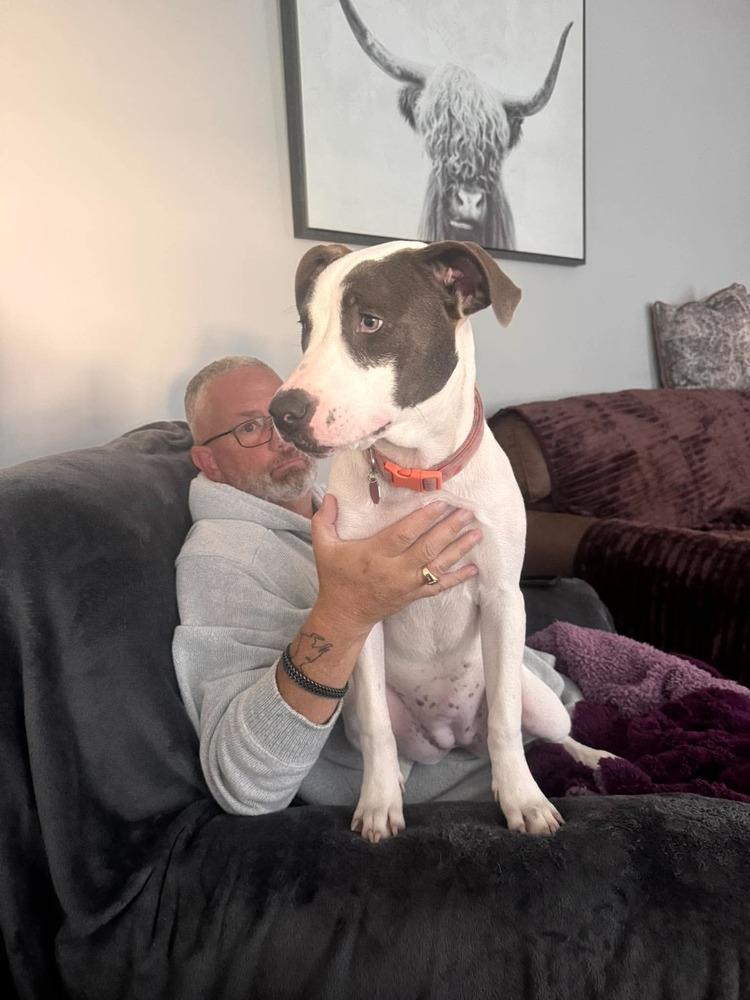 Enlarge Polly Pocket, a Adoptable mixed breed in Syracuse, NY image 2/6