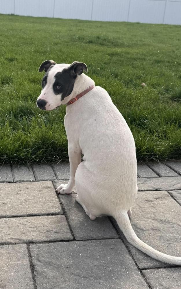 Enlarge Polly Pocket, a Adoptable mixed breed in Syracuse, NY image 3/6