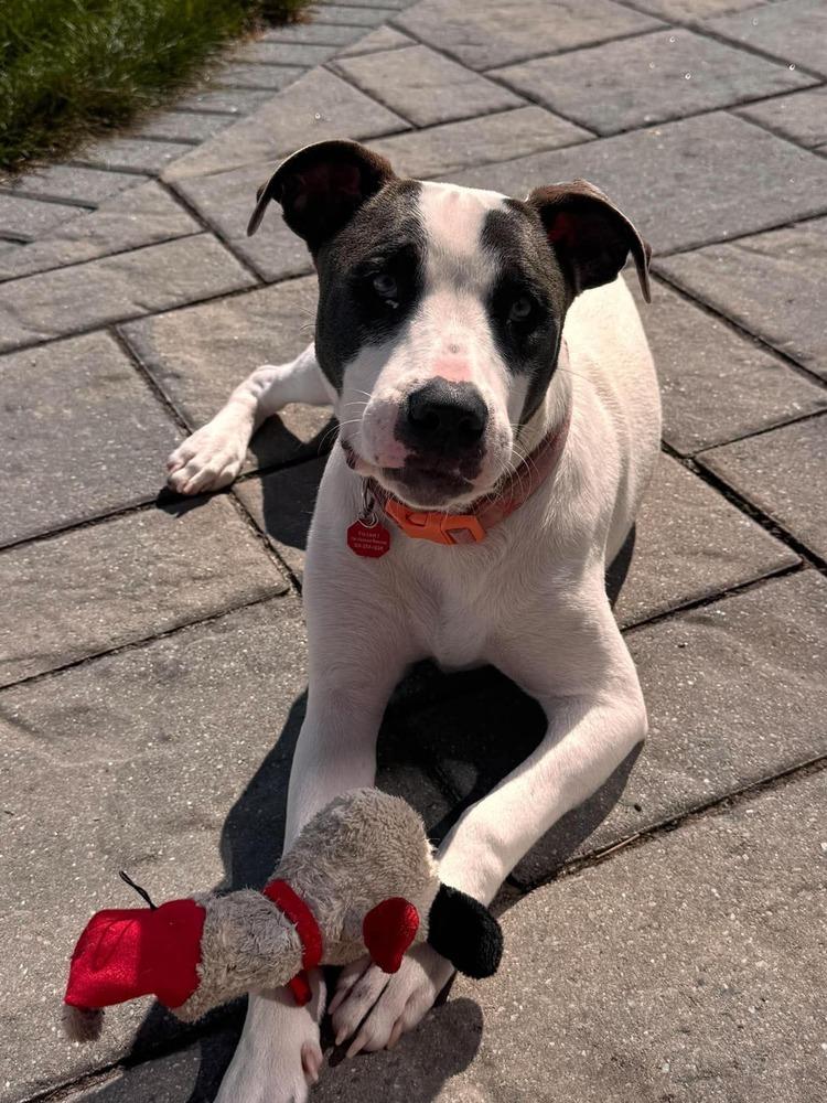 Enlarge Polly Pocket, a Adoptable mixed breed in Syracuse, NY image 4/6