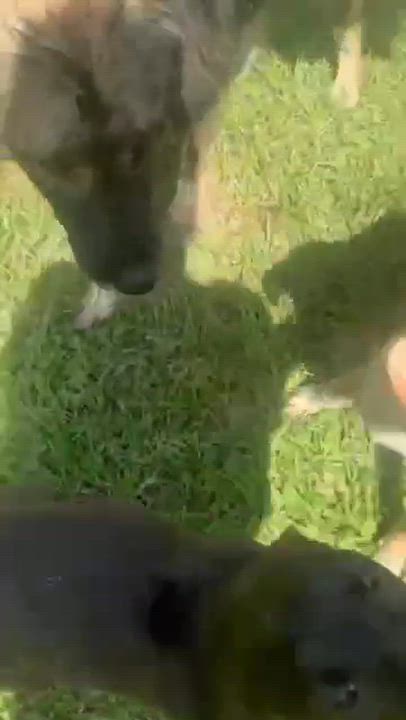 Enlarge Polly Pocket, a Adoptable mixed breed in Syracuse, NY video 5/6