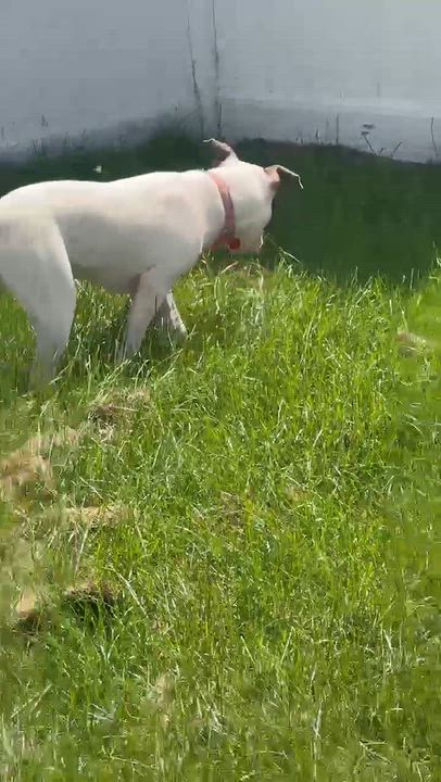 Enlarge Polly Pocket, a Adoptable mixed breed in Syracuse, NY video 6/6