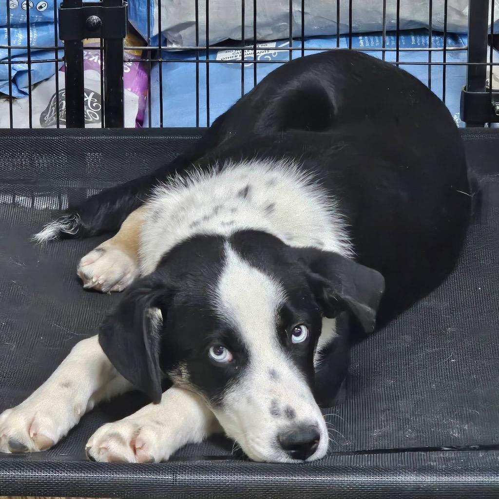 Enlarge Champ, a Adoptable Collie in Decatur, IN image 1/6