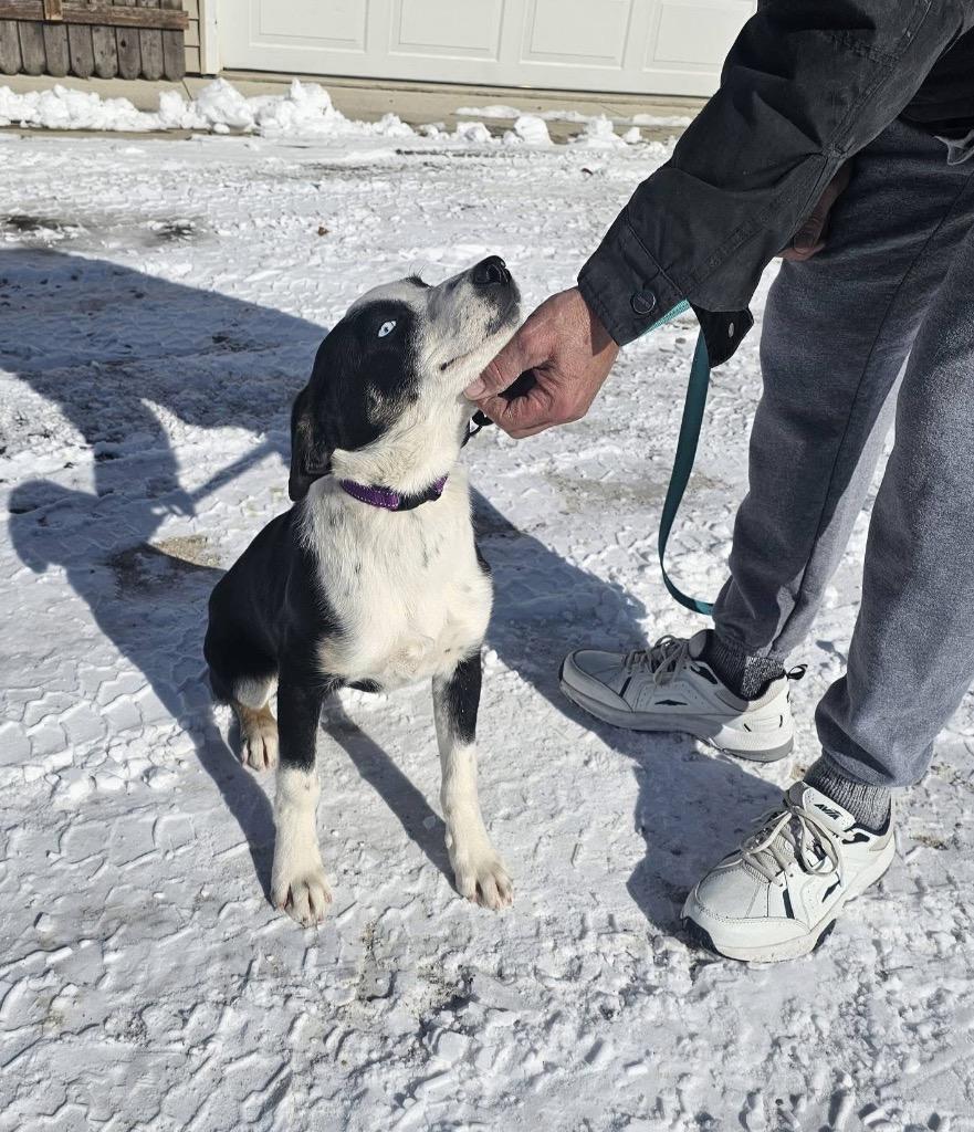 Enlarge Champ, a Adoptable Collie in Decatur, IN image 2/6