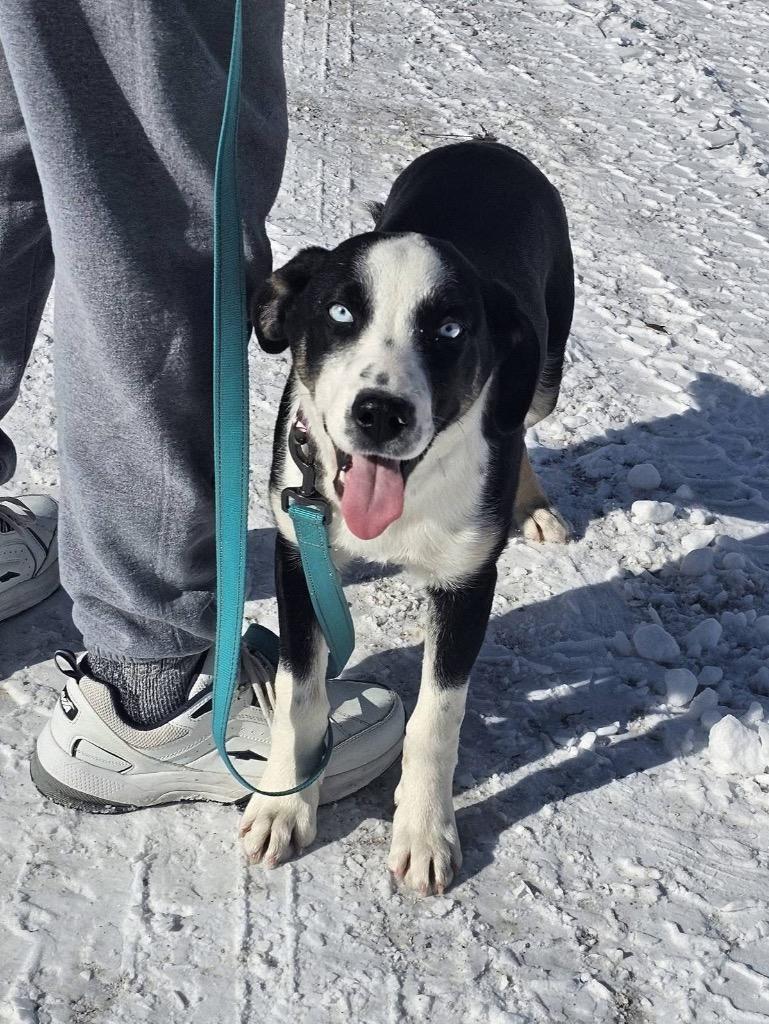 Enlarge Champ, a Adoptable Collie in Decatur, IN image 3/6