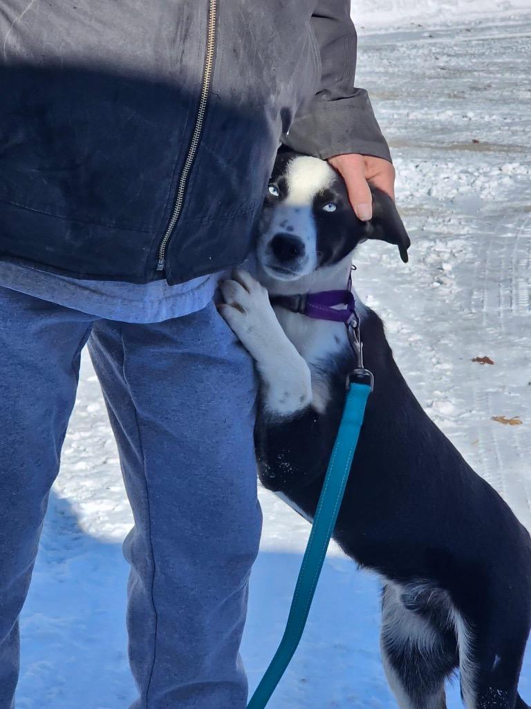 Enlarge Champ, a Adoptable Collie in Decatur, IN image 4/6