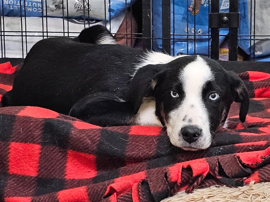 Enlarge Champ, a Adoptable Collie in Decatur, IN image 6/6