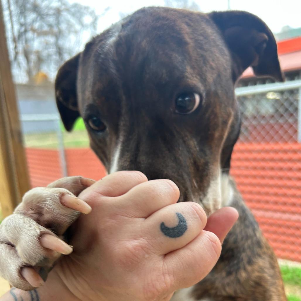 Pillow — thumbnail 3