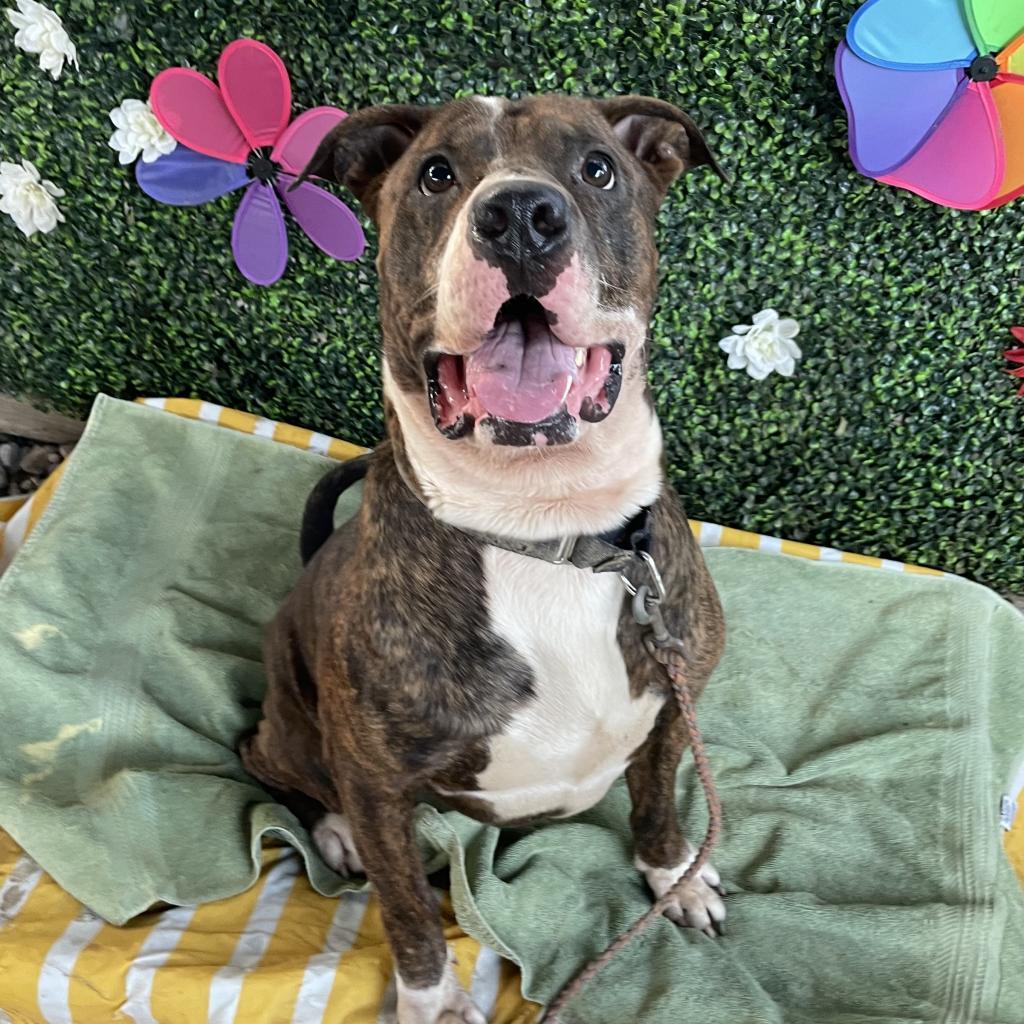 Pillow — thumbnail 4