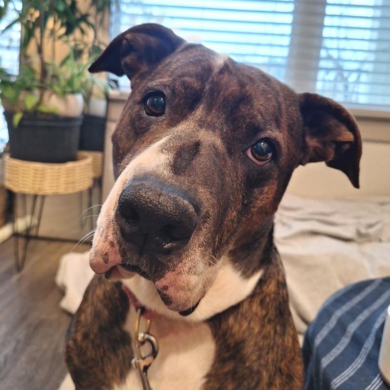 Pillow — thumbnail 5