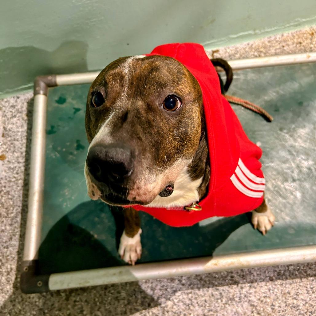 Pillow — thumbnail 6