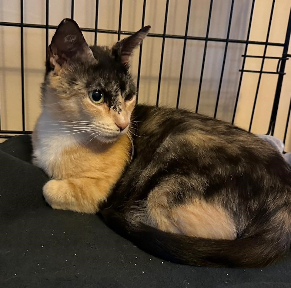 Bianca, an adoptable Calico in Franklinville, NJ_image-1