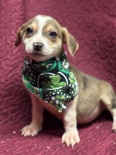 Enlarge Keely , an adopted Mixed Breed in Fredericksburg, VA image 2/2