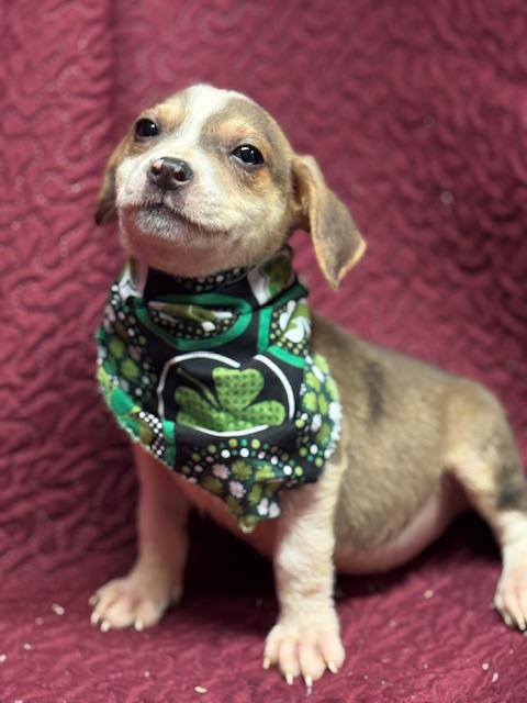 Enlarge Keely , an adopted Mixed Breed in Fredericksburg, VA image 1/2