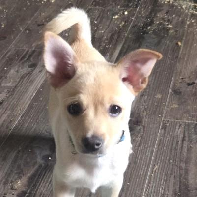 Captain, an adopted Chihuahua in Long Beach, WA image 2/3