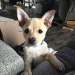 Captain, adopted, Puppy Male Chihuahua.