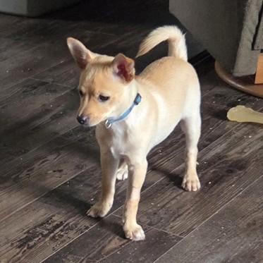 Captain, an adopted Chihuahua in Long Beach, WA image 3/3