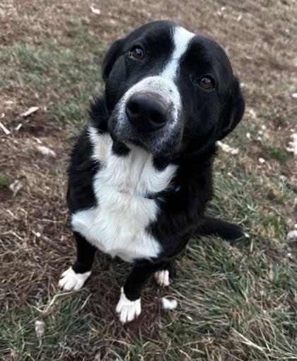 Elton, Adoptable, Young Male Border Collie & Mixed Breed.