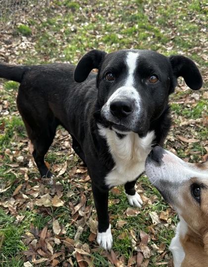 Enlarge Elton, a Adoptable mixed breed in Wilkesboro, NC image 1/3
