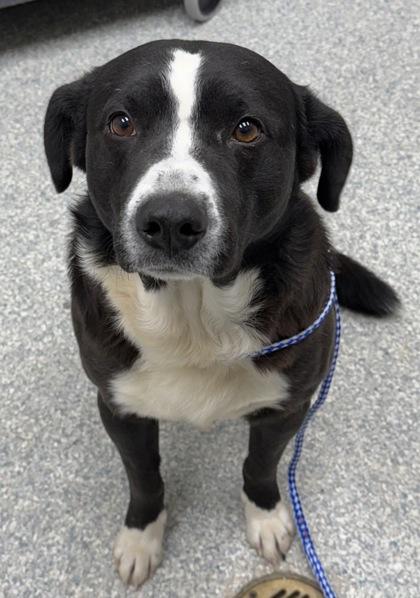 Enlarge Elton, a Adoptable mixed breed in Wilkesboro, NC image 3/3