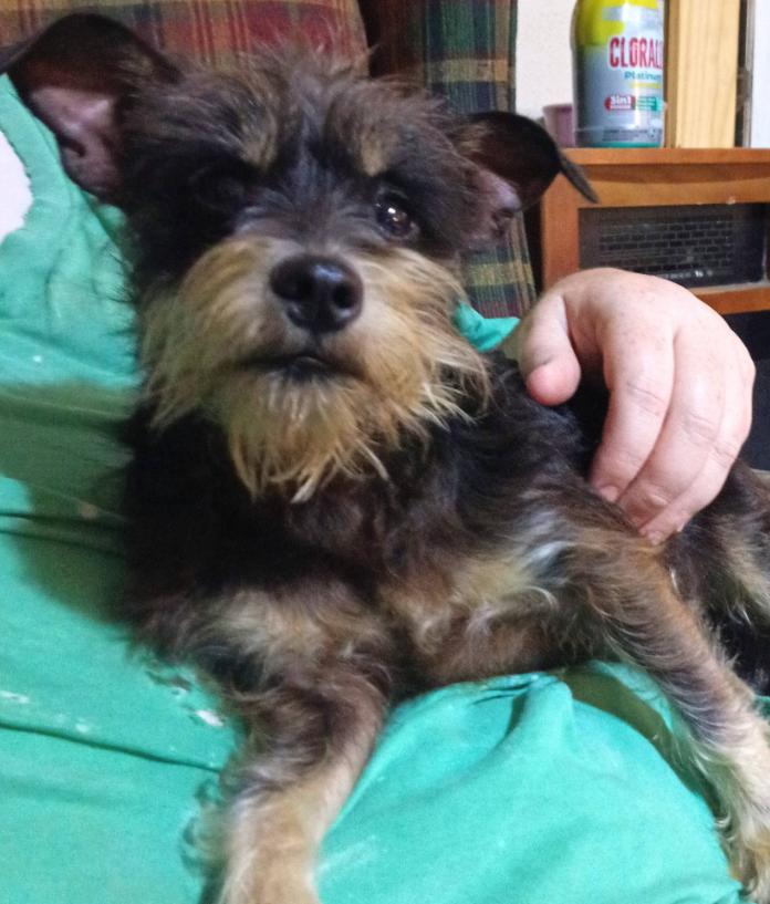 Betty Jean in TX, Adoptable, Young Female Schnauzer.