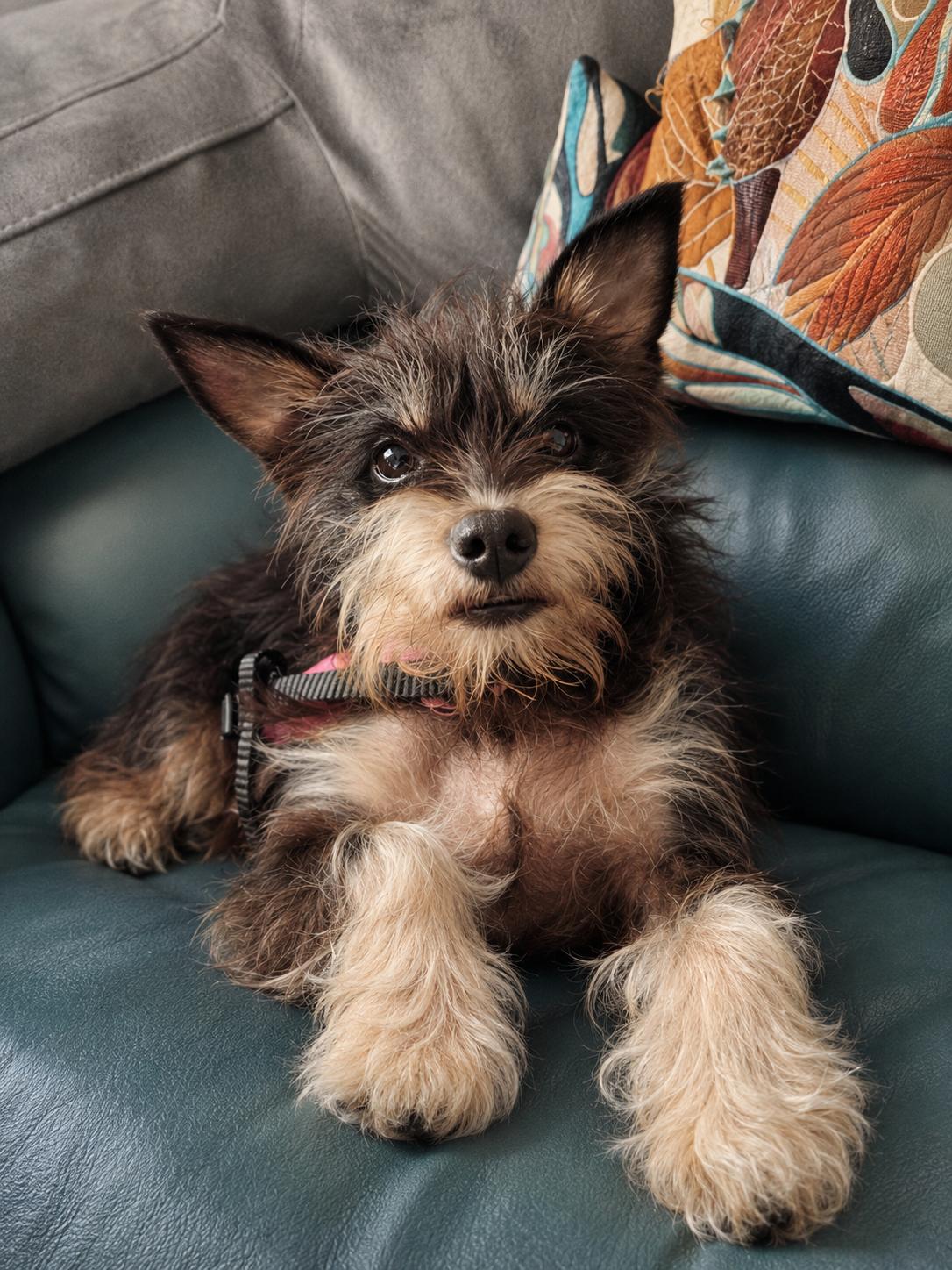Betty Jean in RI, a Adoptable Schnauzer in Cranston, RI image 2/3