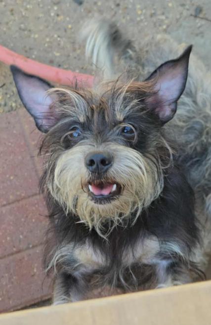 Enlarge Betty Jean in TX, a Adoptable Schnauzer in Cranston, RI image 1/1