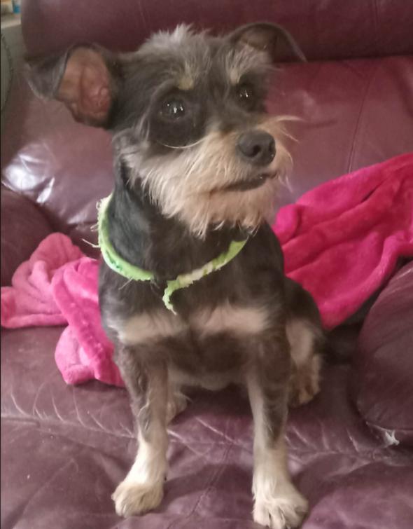 Enlarge Betty Jean in TX, a Adoptable Schnauzer in Cranston, RI image 2/3