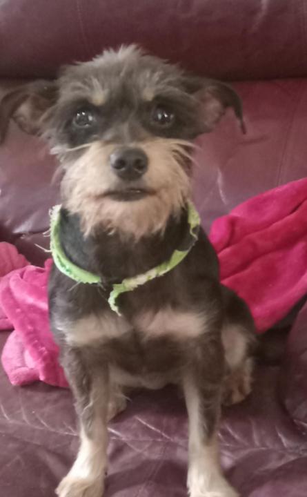 Enlarge Betty Jean in TX, a Adoptable Schnauzer in Cranston, RI image 3/3