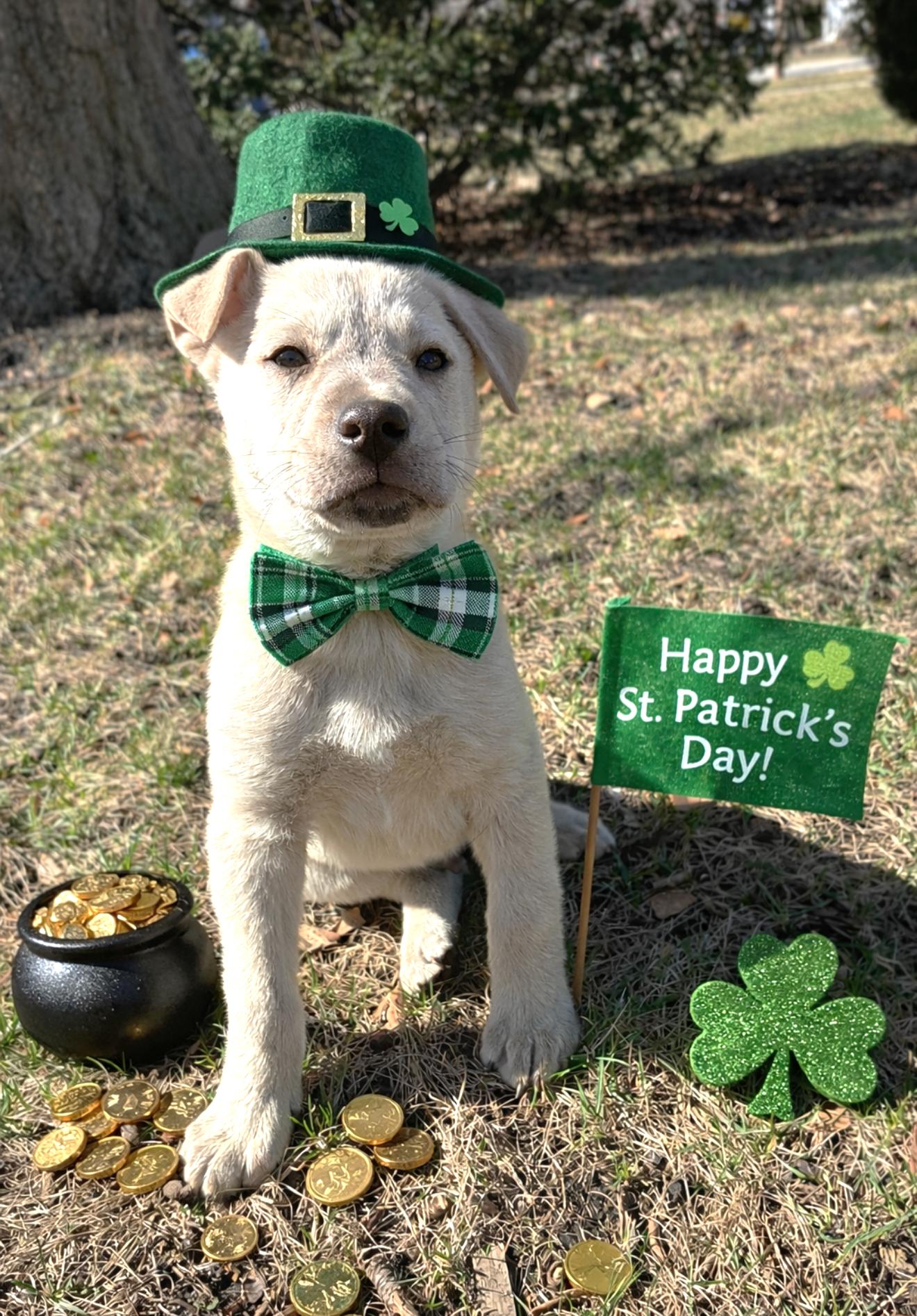 Enlarge O'Hair, a ADOPTABLE Retriever in West Chicago, IL image 3/3