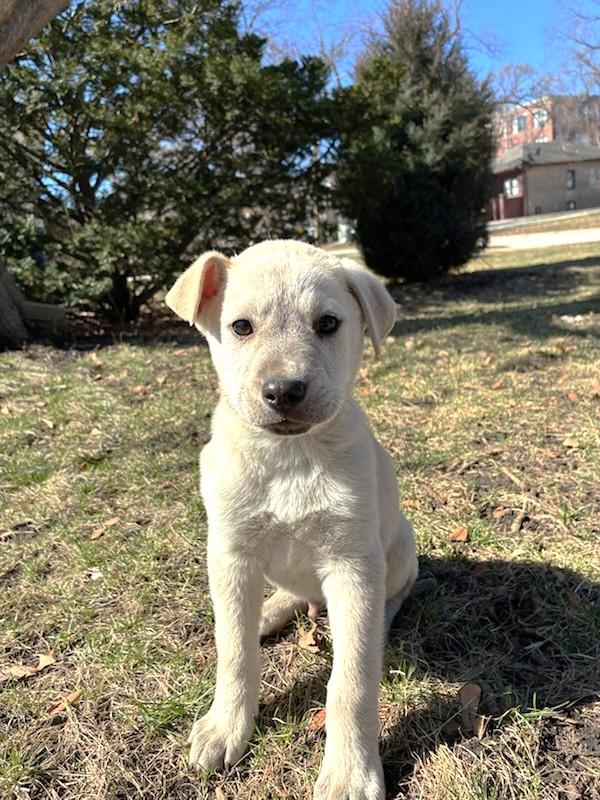 Enlarge O'Hair, a ADOPTABLE Retriever in West Chicago, IL image 1/3