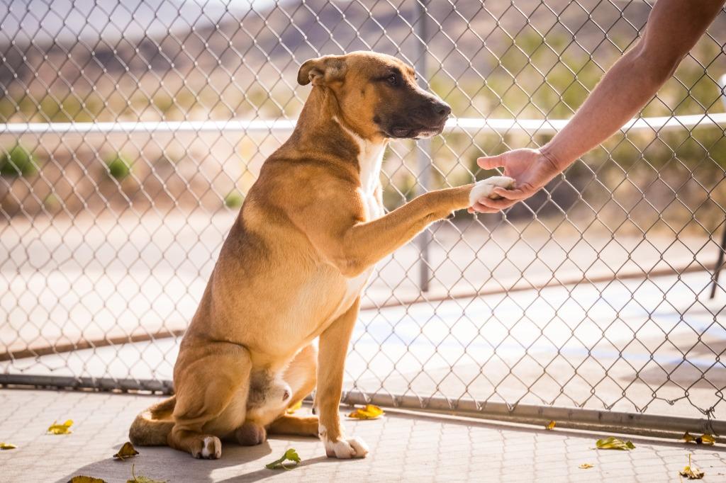 Mystic, Adoptable, Adult Male Shepherd & Pit Bull Terrier.