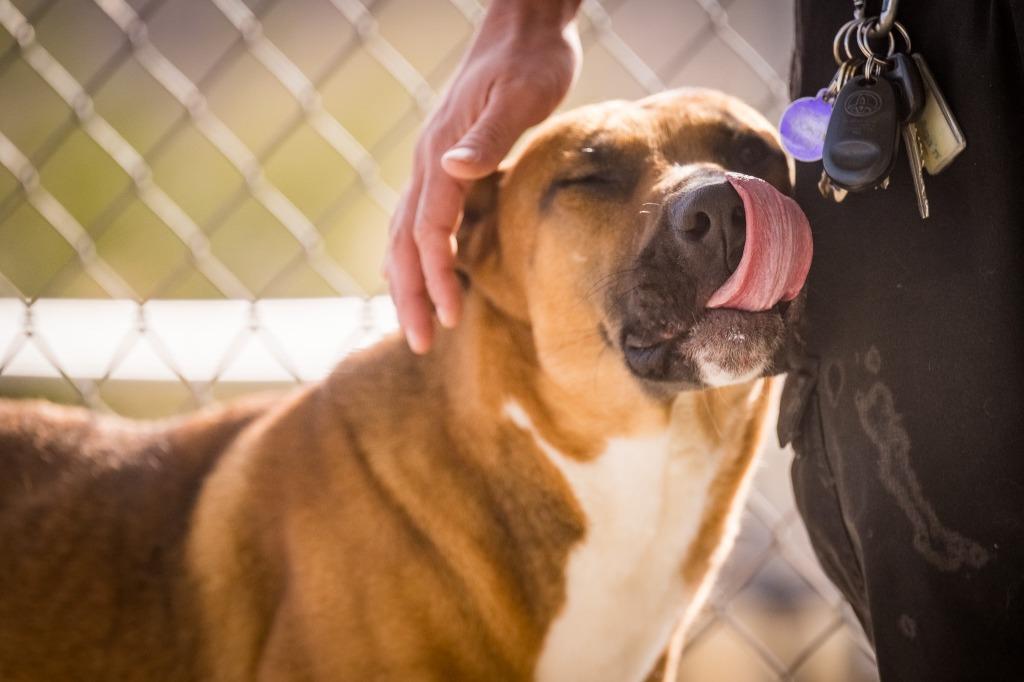 Enlarge Mystic, a Adoptable mixed breed in Twentynine Palms, CA image 2/6