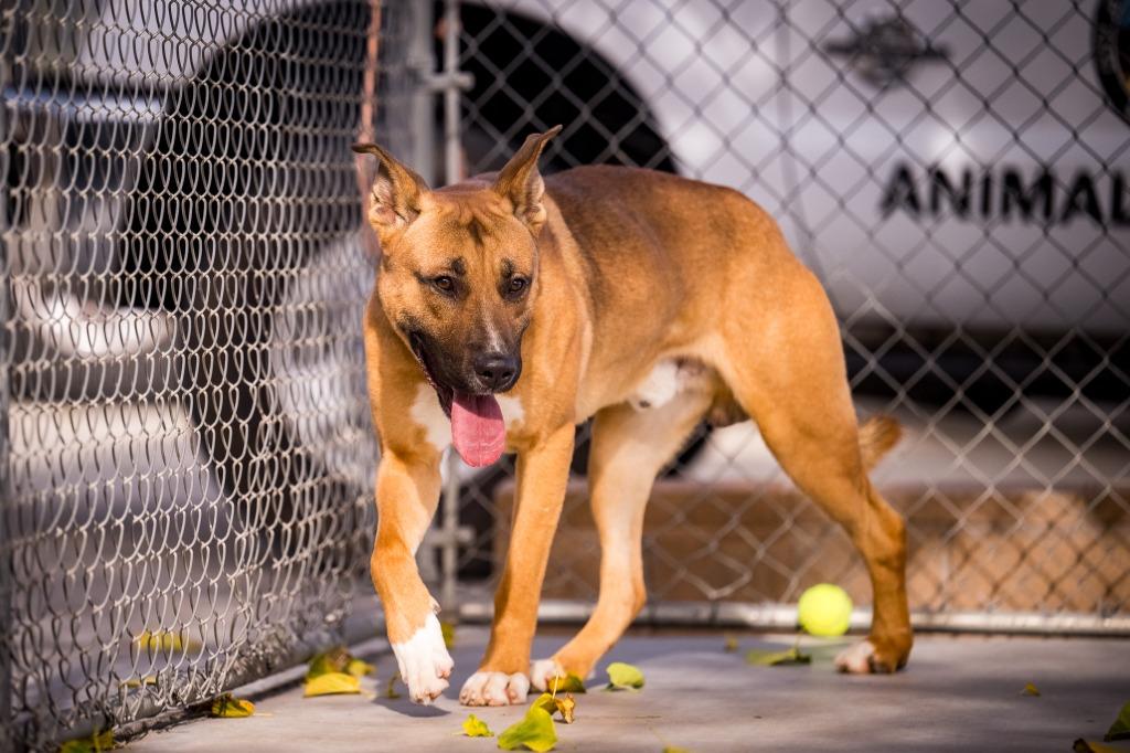 Enlarge Mystic, a Adoptable mixed breed in Twentynine Palms, CA image 3/6