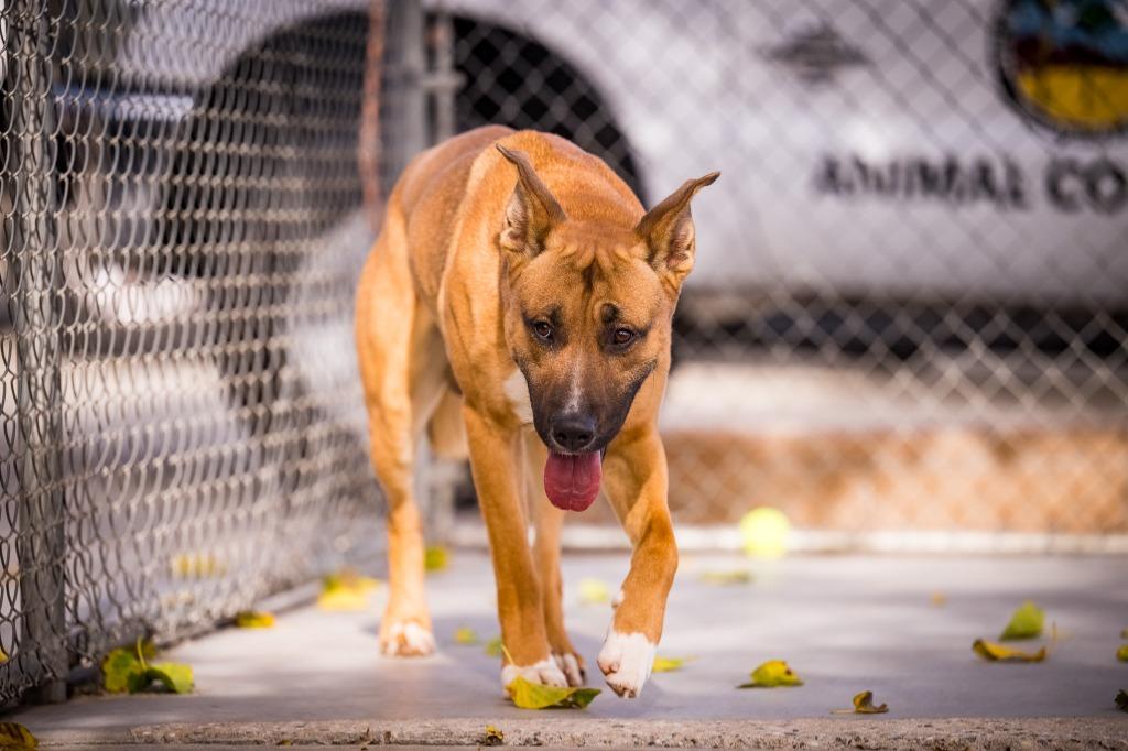 Enlarge Mystic, a Adoptable mixed breed in Twentynine Palms, CA image 4/6