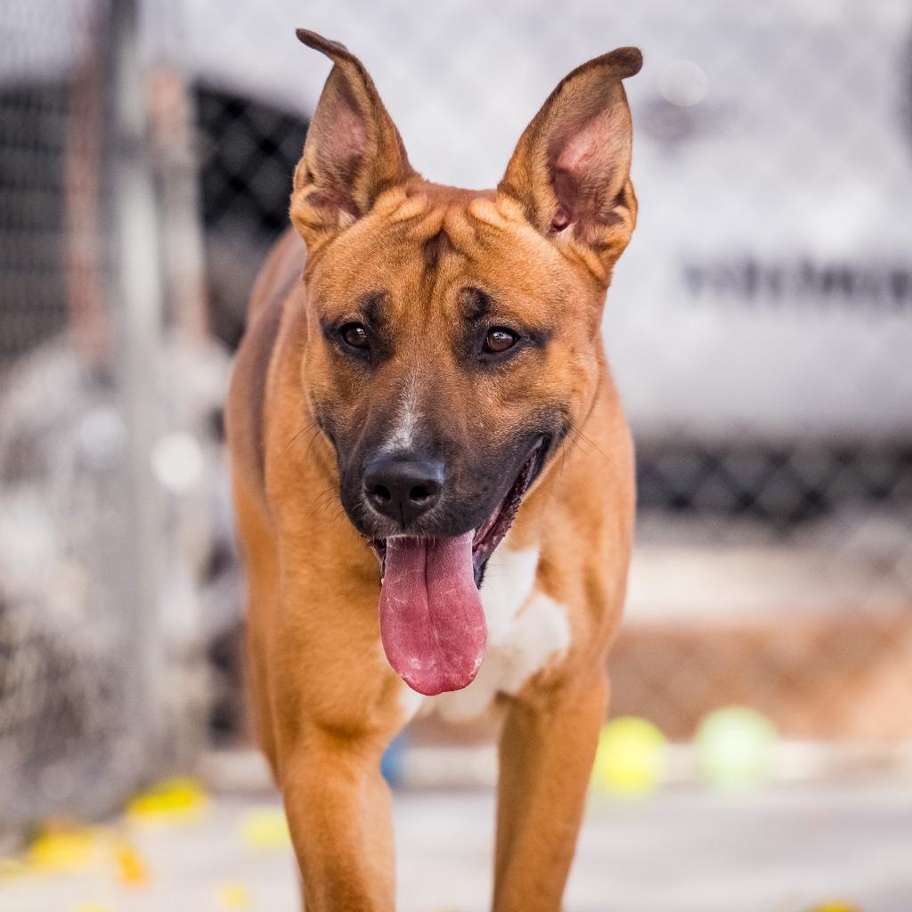 Enlarge Mystic, a Adoptable mixed breed in Twentynine Palms, CA image 5/6