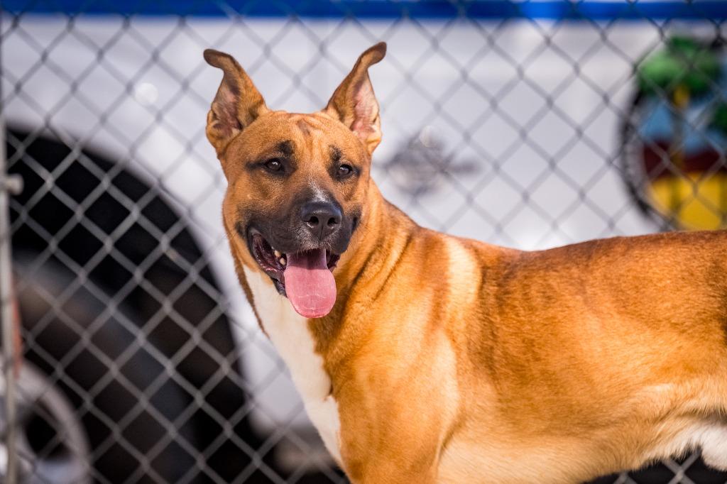 Enlarge Mystic, a Adoptable mixed breed in Twentynine Palms, CA image 6/6