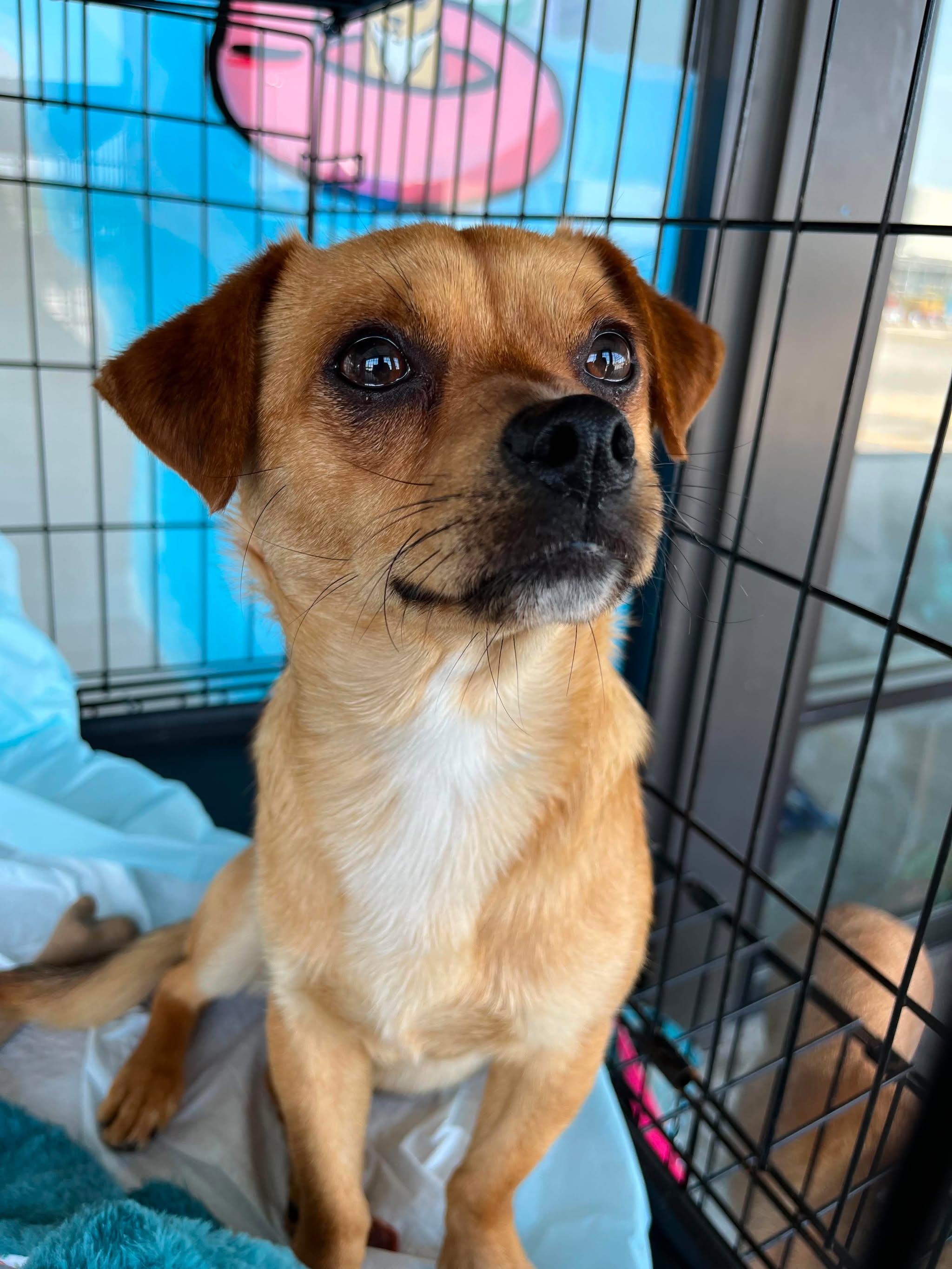Enlarge Rollie, a ADOPTABLE mixed breed in Wilmington, NC image 1/1
