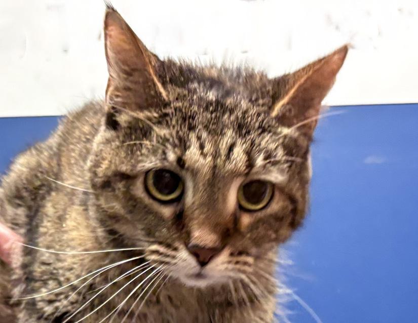 Nova, Adoptable, Adult Female Domestic Short Hair.