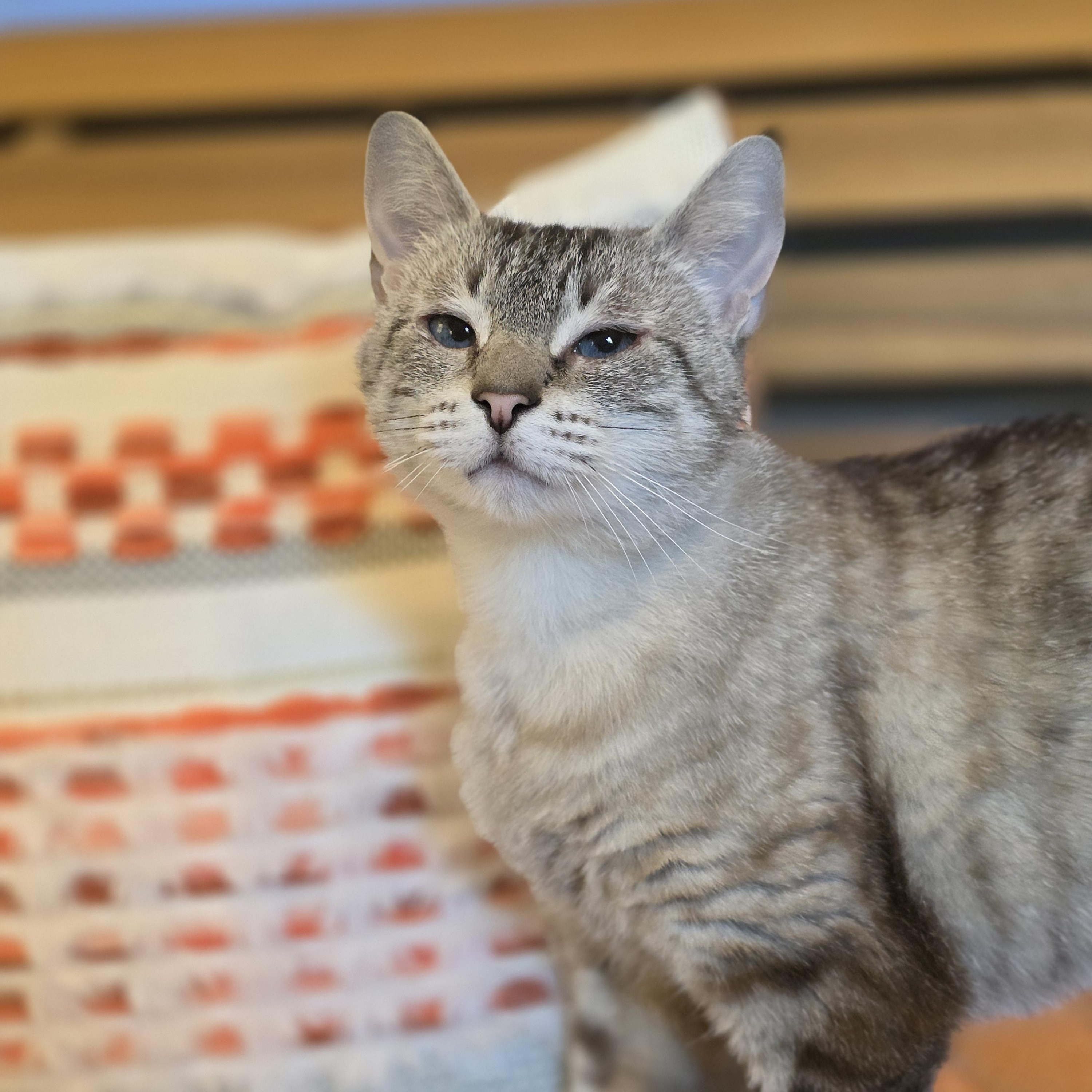 Pearl, an adopted mixed breed in Beaverton, OR image 3/3