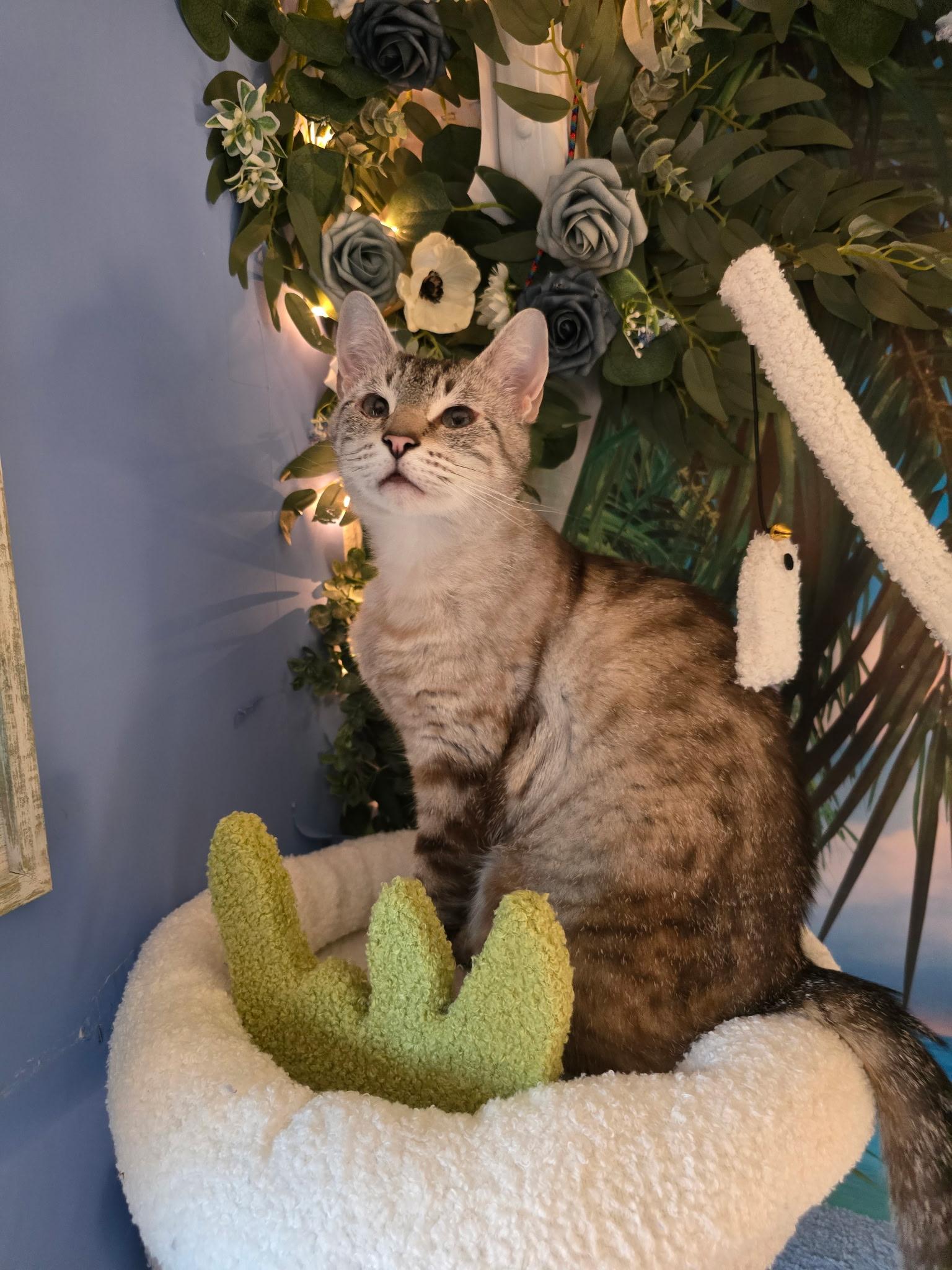 Pearl, an adopted mixed breed in Beaverton, OR image 1/3